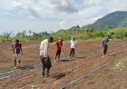 Dukung-Ketahanan-Pangan,-Polsek-Wolowaru-Bersama-Petani-Desa-Wiwipemo-Tanam-Jagung-Serentak