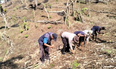 Bhabinkamtibmas-Polsek-Ndona-dan-Petani-Desa-Reka-Tanam-3-Hektar-Jagung-Bima-Uri,-Menuju-Gerakan-NTT-Lumbung-Pangan-Nasional