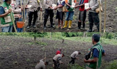 Sinergi-Polsek-Maukaro-dan-Petani:-5-Hektar-Lahan-Disulap-Jadi-Calon-Lumbung-Jagung-Nasional
