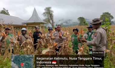 Wujudkan-NTT-Lumbung-Jagung-Nasional,-Polsek-Wolowaru-Kawal-Panen-Raya-110-Ton-Jagung-di-Lereng-Kelimutu