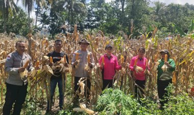 Polsek-Wolowaru-Panen-Raya-Jagung,-Lahan-Tidur-Disulap-Jadi-Lumbung-Jagung-Hasilkan-10,72-Ton-Per-Hektar