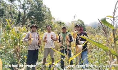 Polsek-Wolowaru-Polres-Ende-Polda-NTT-Panen-Raya-Jagung-di-Lahan-Binaan-Desa-Wiwipemo