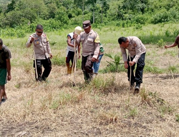 Dukung Program Presiden, Polres Ende Hijaukan 75 Hektar Lahan dengan Jagung