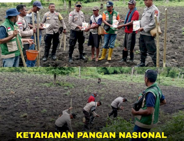 Sinergi Polsek Maukaro dan Petani: 5 Hektar Lahan Disulap Jadi Calon Lumbung Jagung Nasional