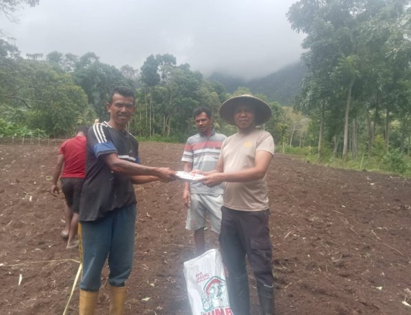 Dukung Ketahanan Pangan, Polsek Wolowaru dan Warga Wiwipemo Tanam Jagung Serentak di Lahan 1,2 Hektar