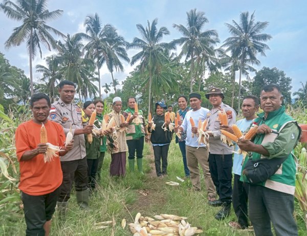 Sinergi Polri dan Petani, Panen Perdana 10,4 Ton Jagung di Rindiwawo Buktikan Keberhasilan Program Kapolda NTT