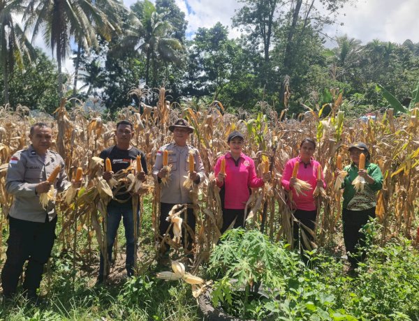 Polsek Wolowaru Panen Raya Jagung, Lahan Tidur Disulap Jadi Lumbung Jagung Hasilkan 10,72 Ton Per Hektar