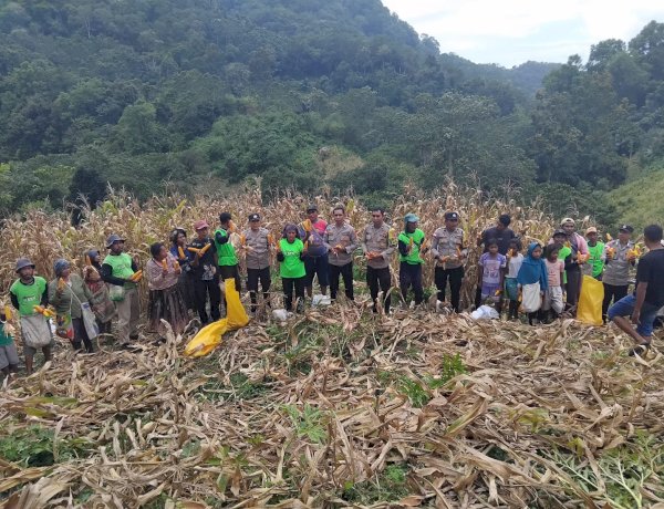 Sinergi Polri dan Petani: Lahan Binaan Polsek Nangapanda Panen Raya 11 Ton Jagung per Hektar