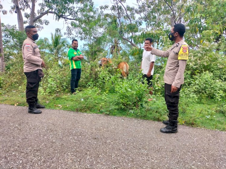 Antisipasi Penyakit PMK Pada Ternak, Bhabinkamtibmas Polsek Wolowaru Sambangi Peternak Sapi di Desa Binaanya