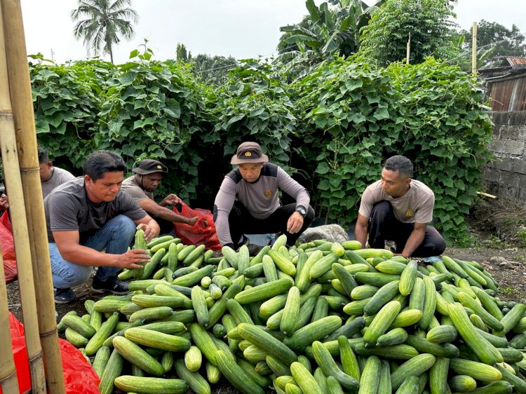 Inspiratif, Kapolsek Ndona Olah Lahan Tidur Jadi Kebun Produktif