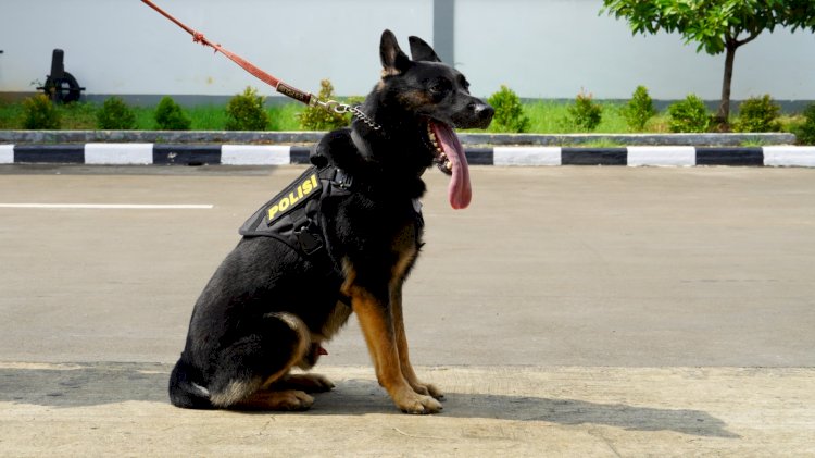 5 Anabul Andalan Pengungkap Kejahatan, dari Kasus Narkoba Hingga Lacak DPO