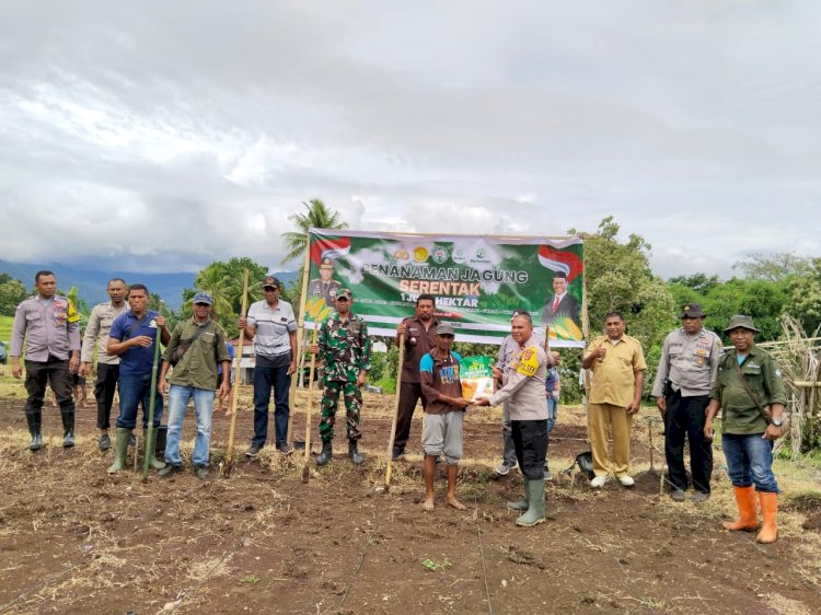 Dukung Swasembada Pangan, Polsek Wolowaru Tanam Jagung di Lahan 1 Hektar