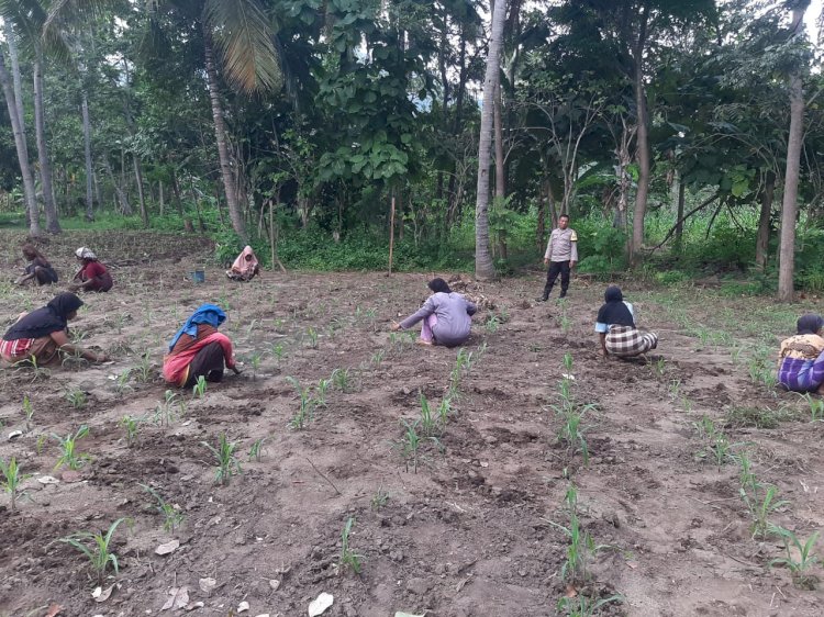 Bhabinkamtibmas Bripka Agus Riyanto Lakukan Pengecekan, Pemantauan dan Monitoring Tanaman Jagung Kelompok Tani Ae Heu