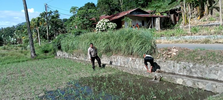 Bhabinkamtibmas Aipda Yulius Cek Perkembangan Tanaman Jagung di Lahan Warga