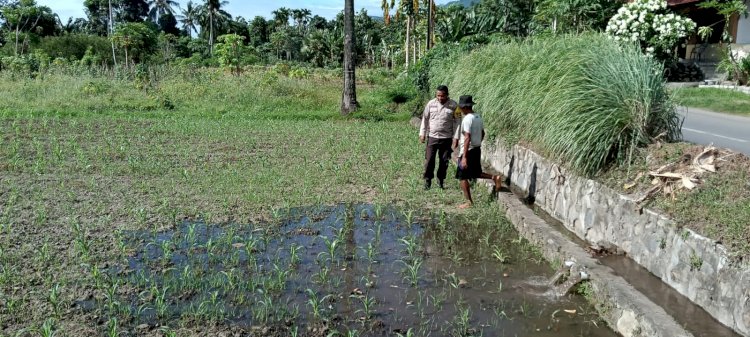 Bhabinkamtibmas Aipda Yulius Cek Perkembangan Tanaman Jagung di Lahan Warga