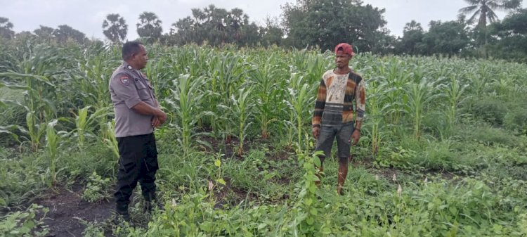 Pengecekan Tanaman Jagung, Polsek Maurole Mendukung Program Ketahanan Pangan