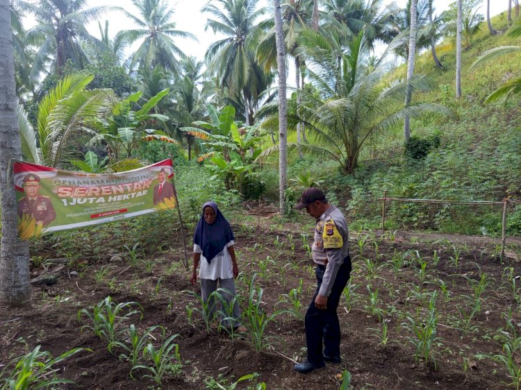 Mengecek Tanaman Jagung, Polsek Pulau Ende Ikut Mendukung Program Ketahanan Pangan