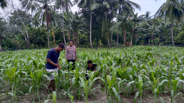 POLSEK NANGAPANDA MENGECEK DAN MENGAWASI TANAMAN JAGUNG DI LAHAN PENANAMAN JAGUNG SERENTAK