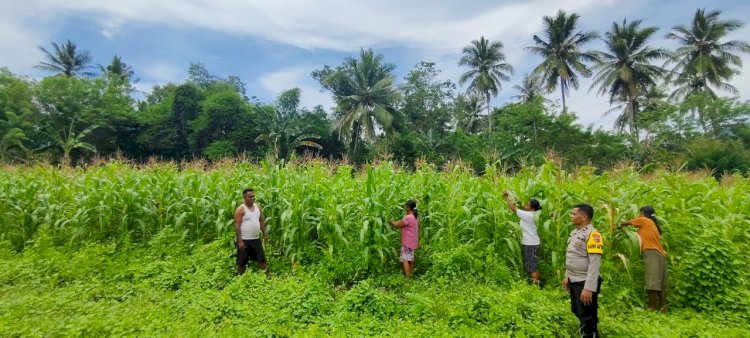 Meningkatkan Program Ketahanan Pangan Presiden Republik Indonesia, Polsek Wewaria Meninjau Lahan Jagung Milik Masyarakat