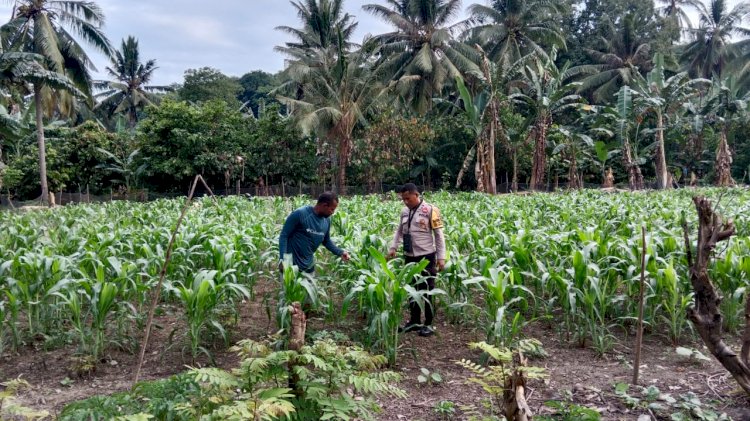 Polsek Nangapanda Bersama Masyarakat Bekerja Sama Membangun Dan Melestarikan Tanaman Jagung Sebagai Bentuk Dukungan Terhadap Program Ketahanan Pangan