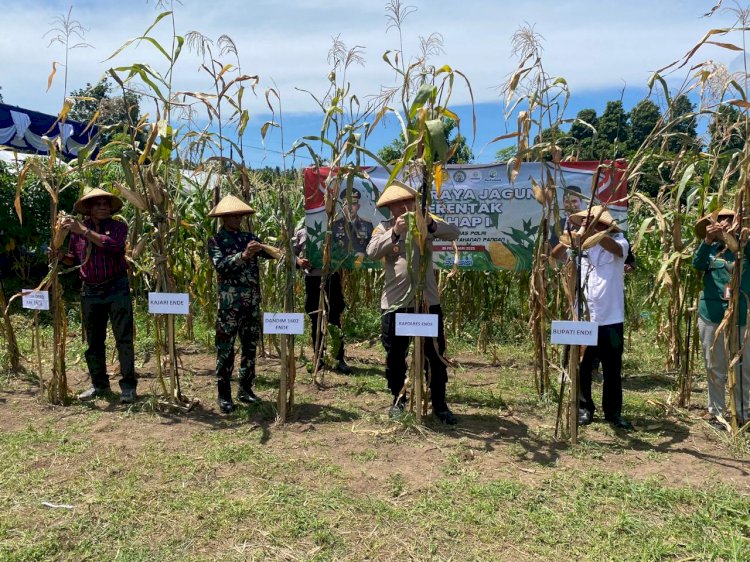 Pimpin Panen Raya Jagung Serentak di Desa Nanganesa, Kapolres Ende : Bentuk Komitmen Polri Mendukung Ketahanan Pangan Swasembada Jagung