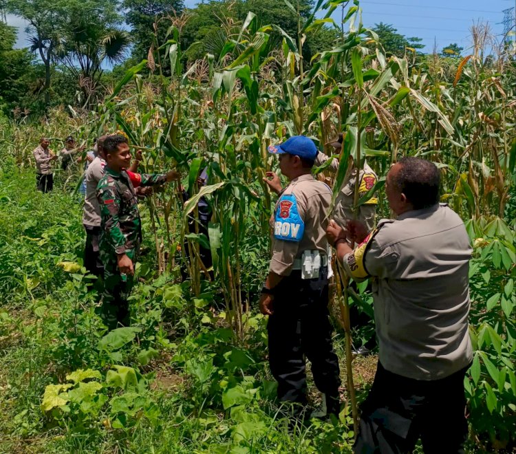 Pengawasan Terhadap Pertumbuhan Tanaman Jagung, Polsek Maurole Berniat Wujudkan Pangan Bergizi Dan Bermanfaat Bagi Ekonomi Masyarakat