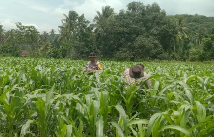 Menjaga Kualitas Tanaman Jagung, Polsek Maukaro Meninjau Dan Ikut Merawat Bersama Masyarakat