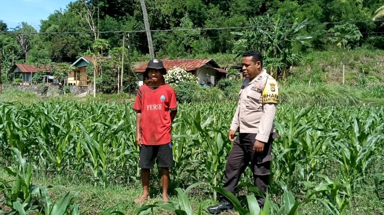 Aipda Yulius Himbau Warga untuk Lebih Rajin Lakukan Perawatan Tanaman Jagung Untuk Pangan Bergizi