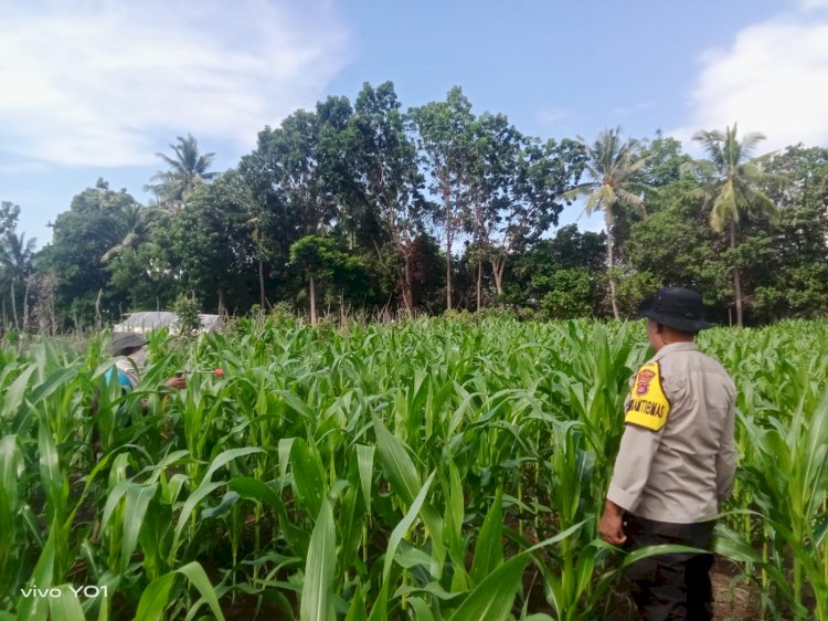 Pengecekan Lahan Jagung, Polsek Wolowaru Ingin Tingkatkan Pangan Bergizi Di Kecamatan Wolojita