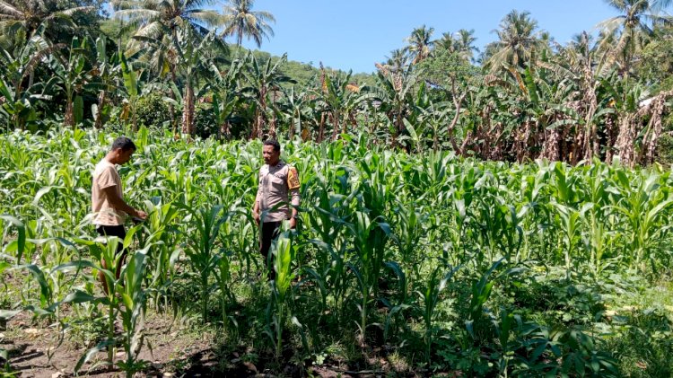 Bhabinkamtibmas Polsek Nangapanda Aipda Mursalin Bersama Masyarakat Memantau Dan Merawat Tanaman Jagung Sebagai Bentuk Dukungan Terhadap Program Ketahanan Pangan Di Kecamatan Nangapanda