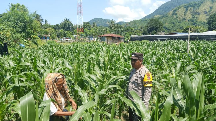 Polsek Ndona Polres Ende Tinjau Langsung Lahan Jagung, Pastikan Tanaman Terawat dengan Bagus