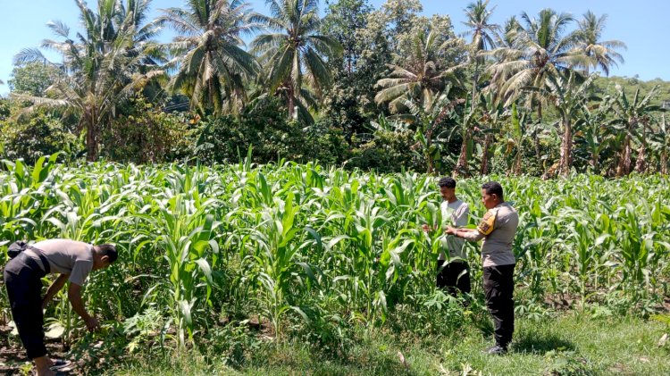 Pastikan Tanaman Jagung Tumbuh Dengan Baik, Polsek Nangapanda Mengecek Langsung Kegiatan Kelompok Tani