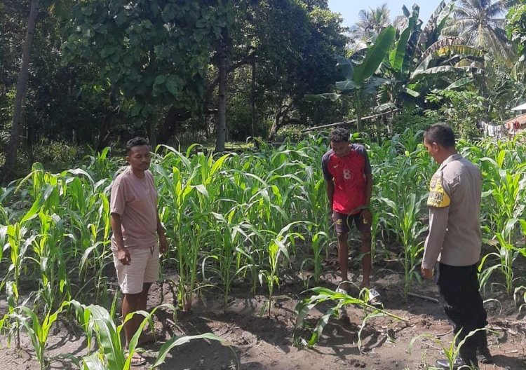 Dukung Program Ketahanan Pangan Presiden Republik Indonesia, Bhabinkamtibmas Polsek Lio Timur Himbau Masyarakat Untuk Selalu Merawat Tanaman Jagung