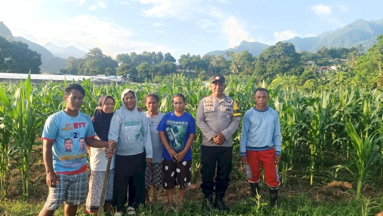 Bhabinkamtibmas Aipda Jefri Pindo Ajak Masyarakat Kembangkan Tanaman Jagung Untuk Perbaikan Gizi Dan Ekonomi