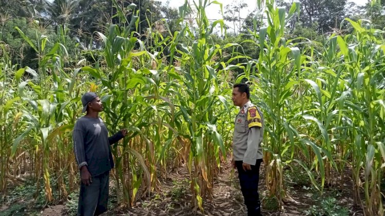 Polsek Ende Bekerja Sama Dengan Masyarakat, Bahu-Membahu Membangun Pekarangan Jagung Untuk Ekonomi Masyarakat Yang Lebih Baik