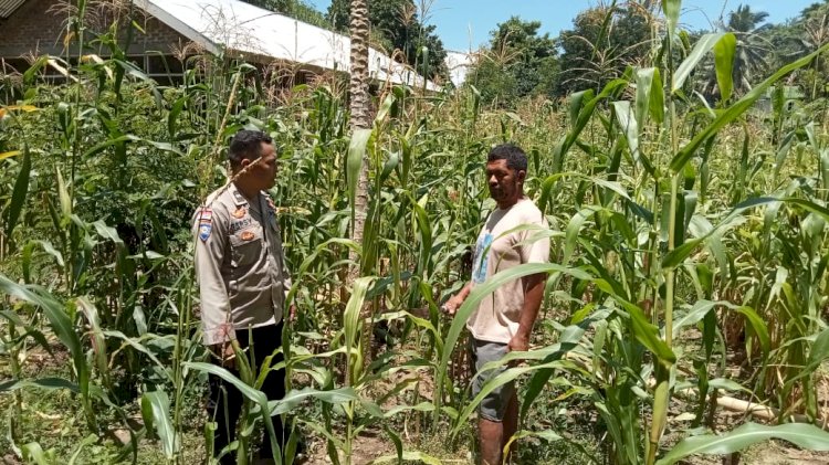 Meningkatkan Gizi Dan Ekonomi Masyarakat Menjadi Lebih Baik, Polres Ende Bersama Kelompok Tani Lakukan Perawatan Terhadap Tanaman Jagung