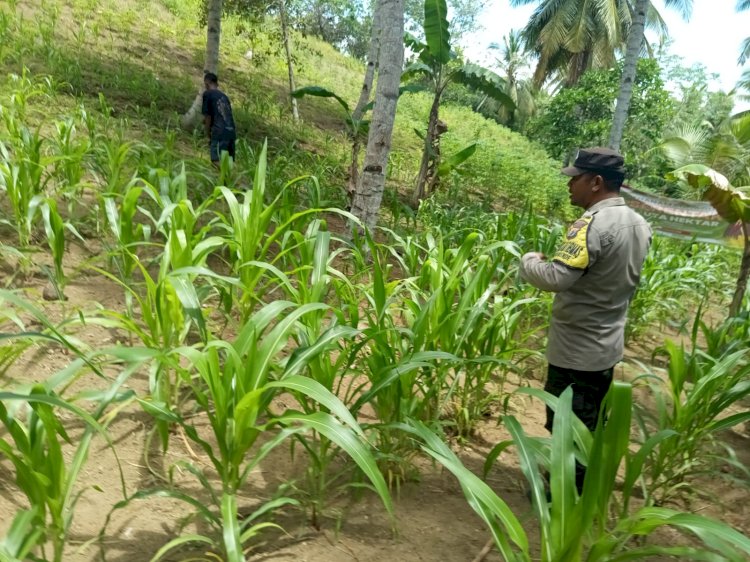 Perawatan Tanaman Jagung Bersama Masyarakat, Polsek Pulau Ende Mendukung Program Ketahanan Pangan Presiden Republik Indonesia