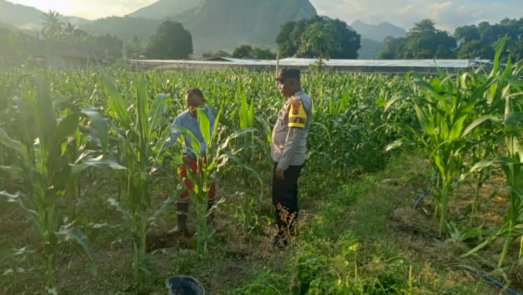 Polsek Ndona Bersama Masyarakat Mendukung Program Presiden Republik Indonesia, Tingkatkan Ketahanan Pangan Di Kabupaten Ende