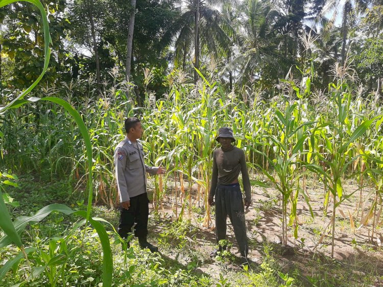 Polsek Lio Timur Sambangi Petani Dan Pastikan Tanaman Jagung Pekarangan Pangan Bergizi Dalam Keadaan Baik