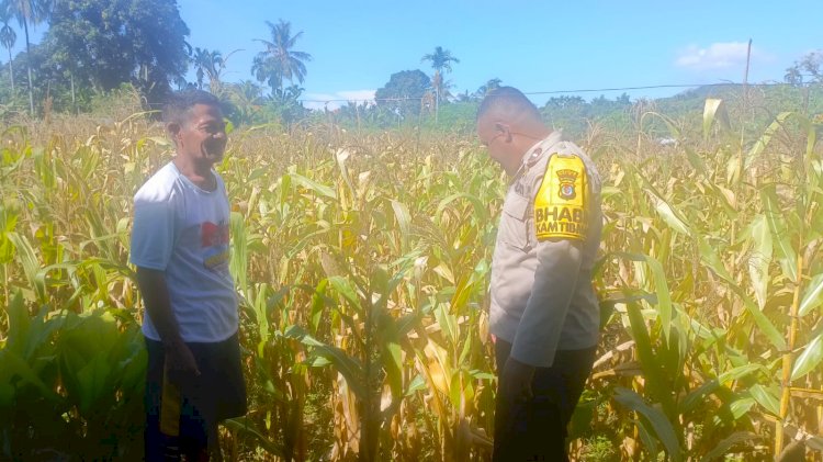 Polsek Ende Lakukan Peninjauan Di Lahan Produktif Jagung, Pastikan Program Ketahanan Pangan Berjalan Dengan Baik