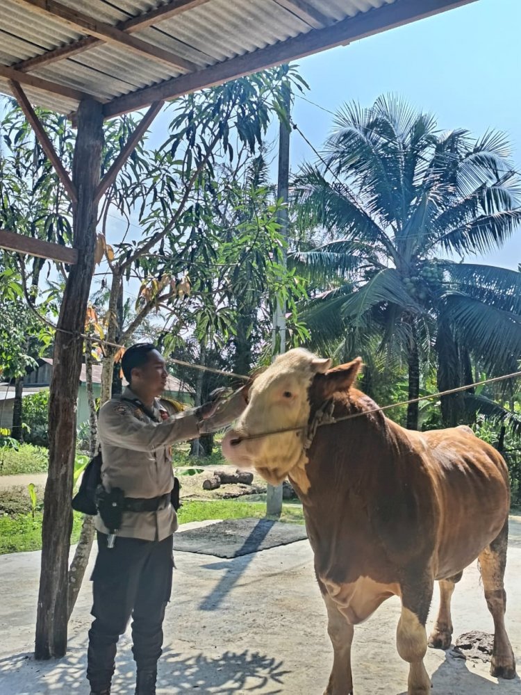 *Sapi Milik Bhabinkamtibmas Terpilih Jadi Hewan Kurban Presiden Prabowo di Indragiri Hulu*