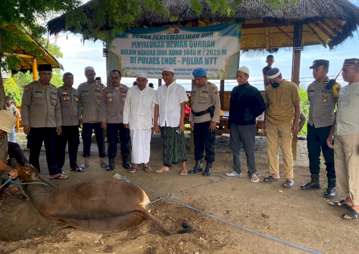 Polres Ende Polda NTT Salurkan 4 Ekor Sapi dan 2 Ekor Kambing Kurban pada Hari Raya Idul Adha 1446 H