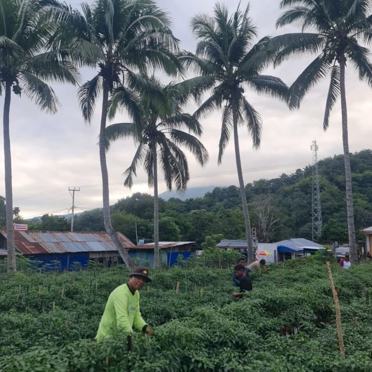 Polri Untuk Masyarakat, Polsek Wolowaru Panen Cabe untuk Dukung Ketahanan Pangan