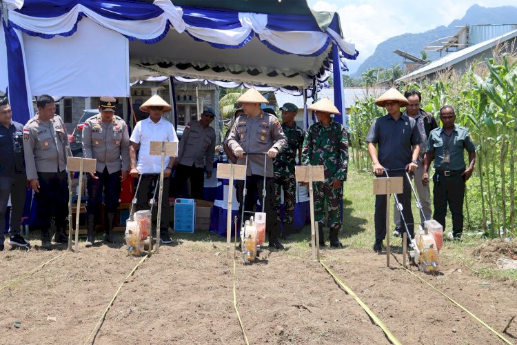Penanaman Jagung Serentak Kuartal IV, Komitmen Polres Ende Dukung Swasembada Pangan Nasional