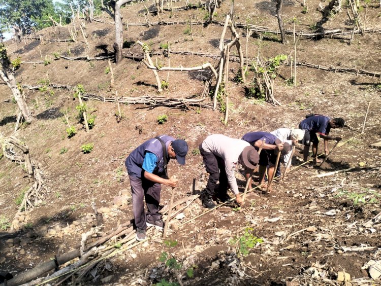 Bhabinkamtibmas Polsek Ndona dan Petani Desa Reka Tanam 3 Hektar Jagung Bima Uri, Menuju Gerakan NTT Lumbung Pangan Nasional