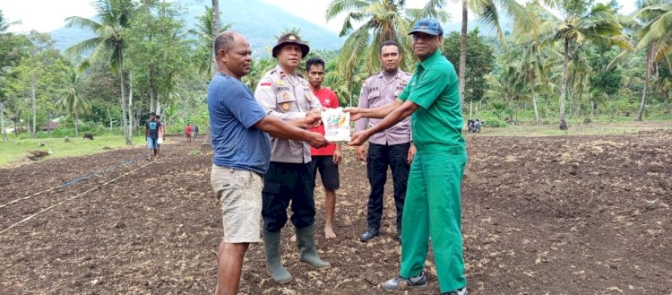 Gelorakan Ketahanan Pangan, Polsek Wolowaru dan Petani Mbulilo'o Tanam Jagung Serentak