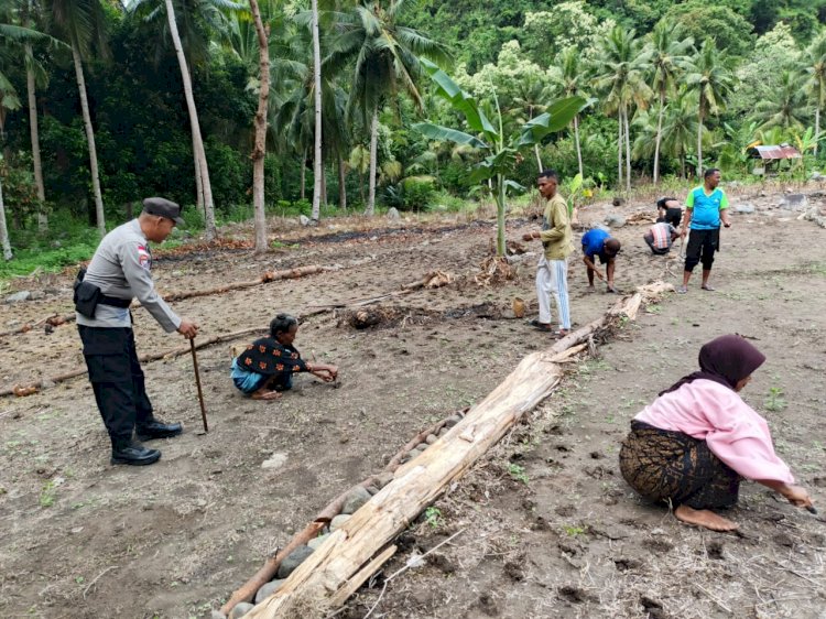 Polres Ende Sukses Tanam Jagung 66 Hektar, Lampaui Target Polda NTT Lewat Gerakan NTT Lumbung Jagung