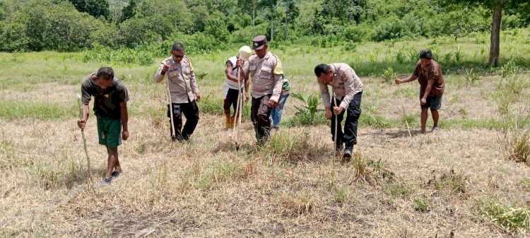 Dukung Program Presiden, Polres Ende Hijaukan 75 Hektar Lahan dengan Jagung