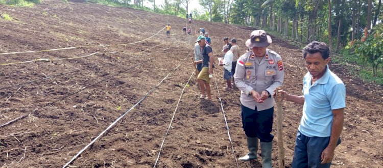 Wujudkan Lumbung Jagung Nasional, Polsek Wolowaru dan Pemuda Desa Wiwipemo Tanam Jagung Serentak