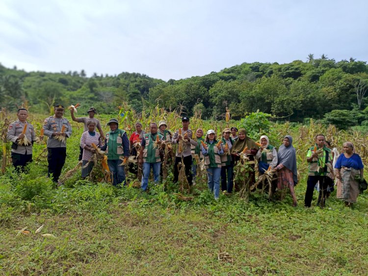 Sinergi Polri dan Petani, Desa Embundoa Panen Raya 7,2 Ton Jagung Program Bapak Kapolda NTT
